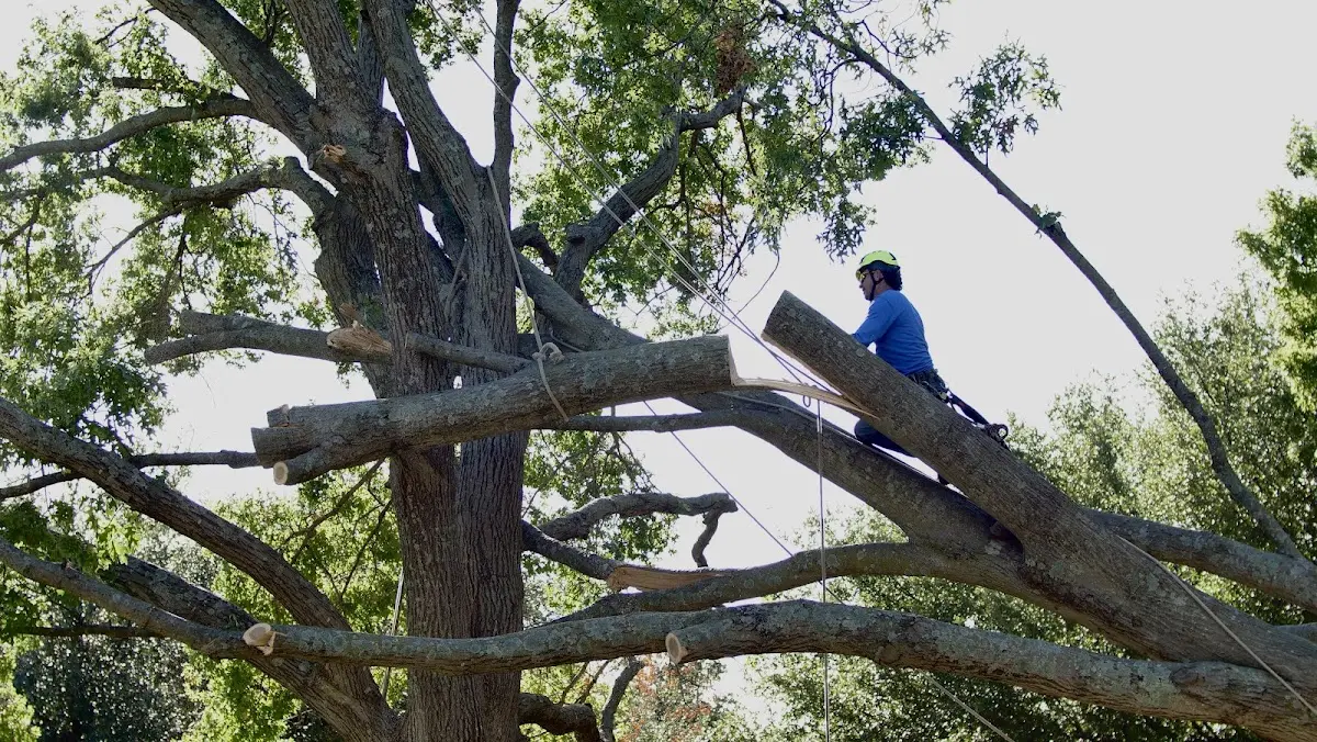 Professional Crown Thinning performed by certified arborists in Kerrville