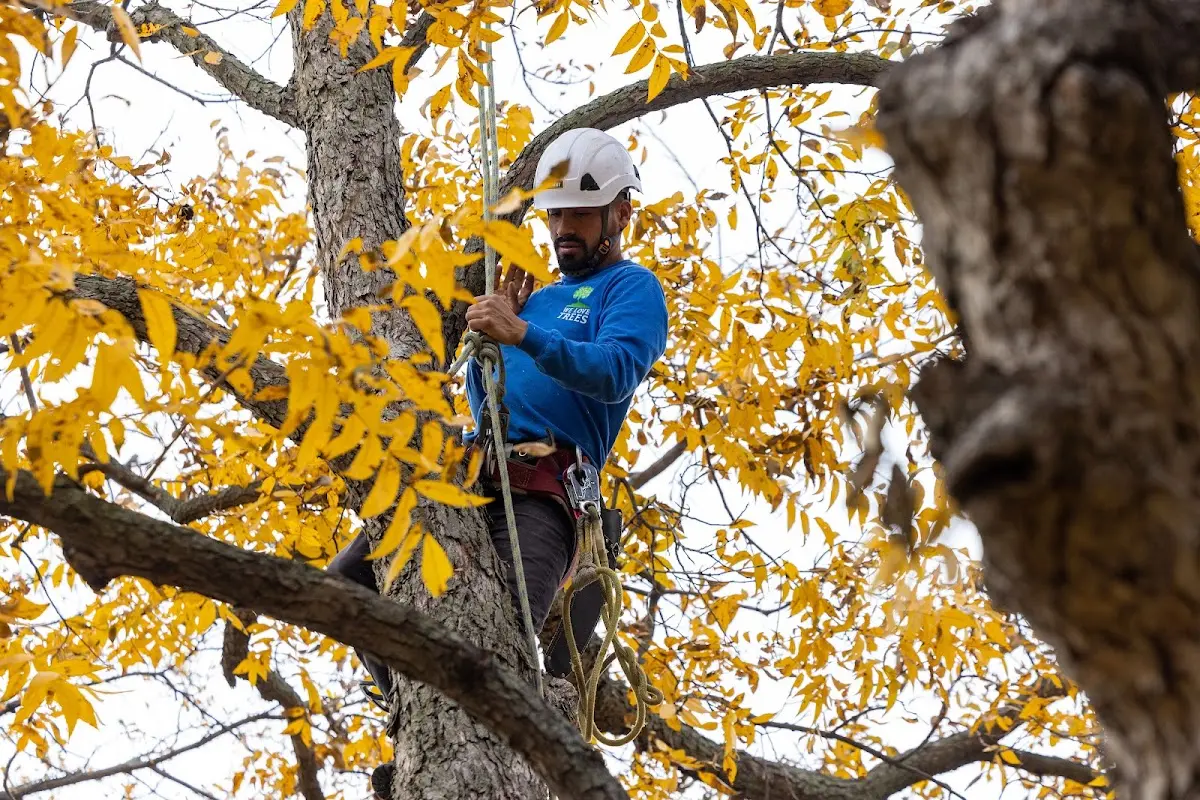 Skilled Tree Planting crew working in Kerrville