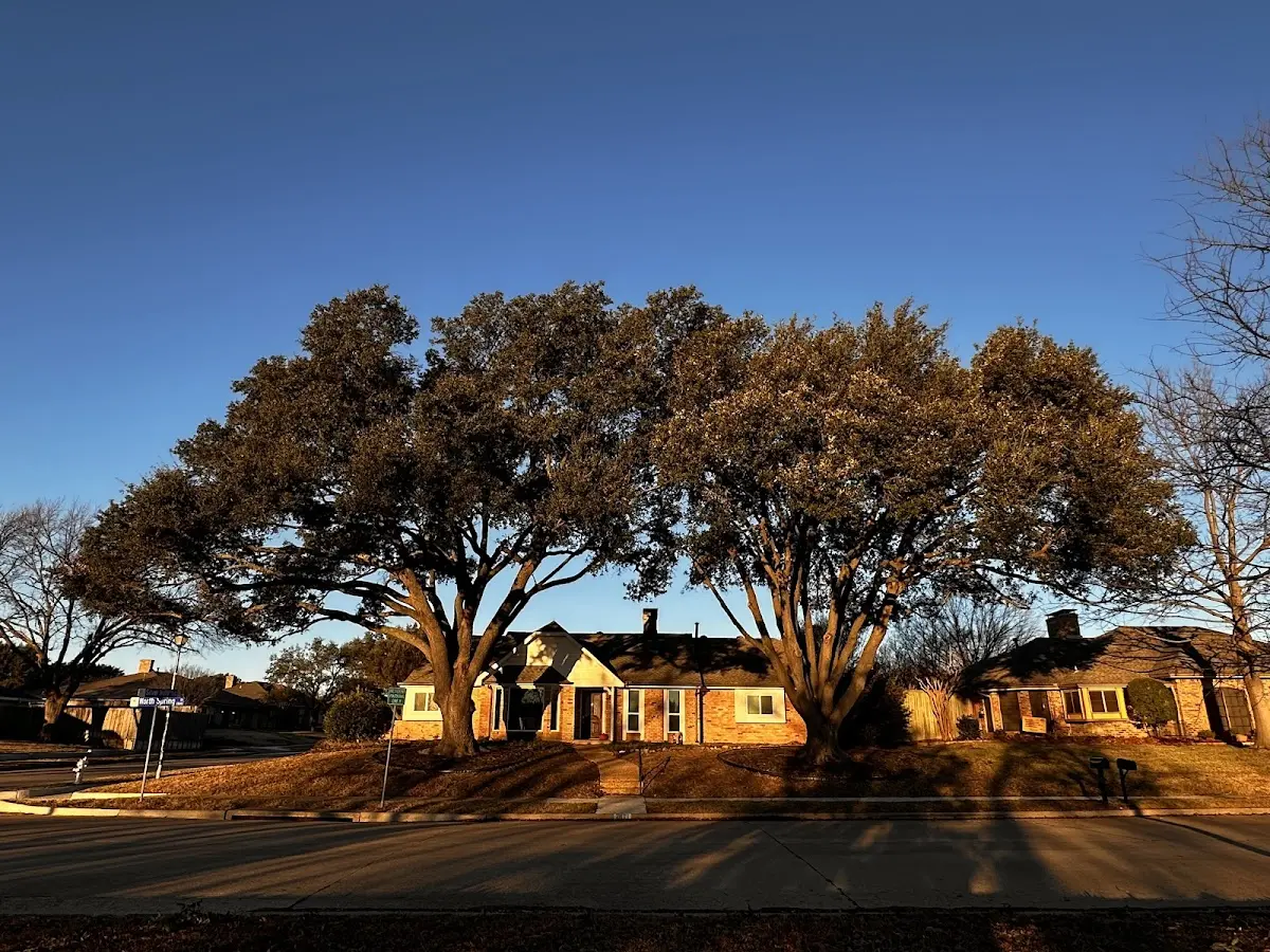 Established residential canopy tree shading a home in Kerrville